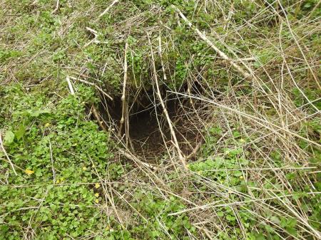 7. april, mednarodni dan bobra in Dan za spremembe 16